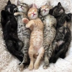 Ces 5 chatons dorment ensemble pour mieux se réchauffer