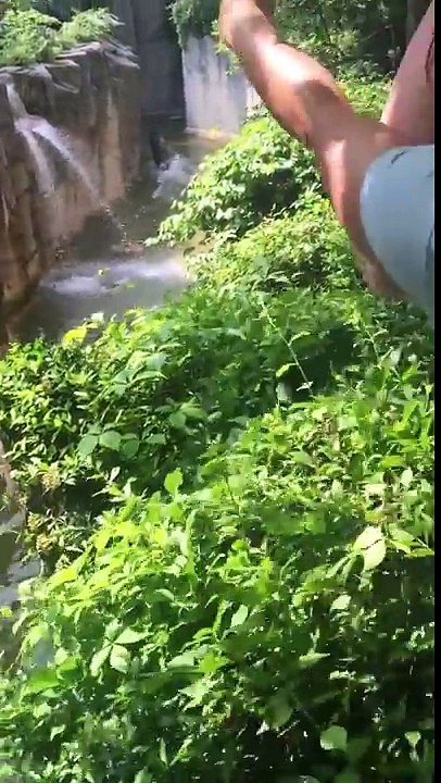 Cincinnati zoo kills gorilla to save boy who fell into enclosure (Original HD) -- ViralHog