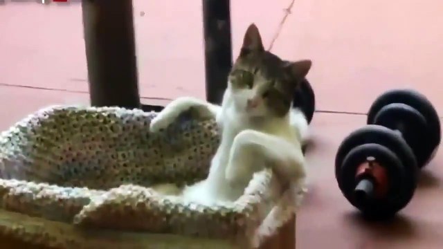 Cat Chilling Out | Thug Cat
