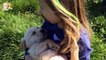 Golden Retriever Puppies and Babies always are best friend - Puppy and baby compilation
