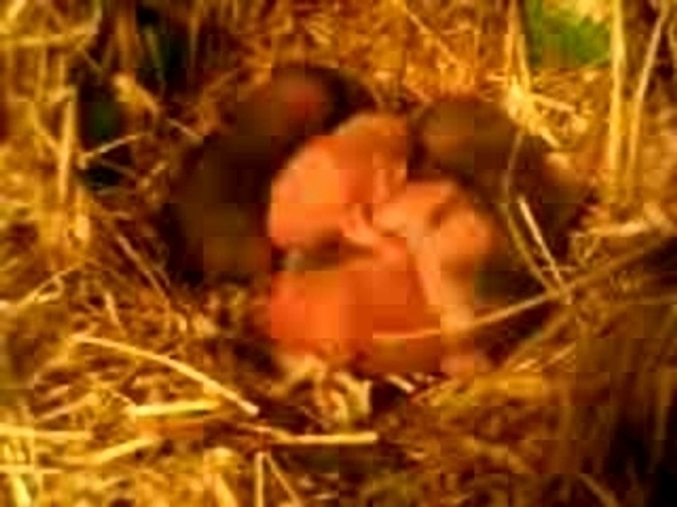 hamster et bébé