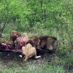 Mieux vaut ne pas embêter ce lion quand il mange