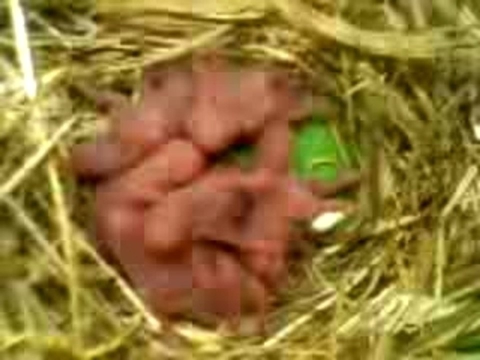 Bébé hamster doreè