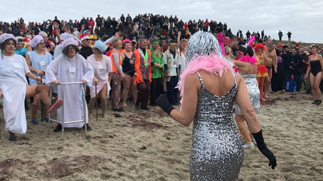 Les otaries se jettent à l’eau
