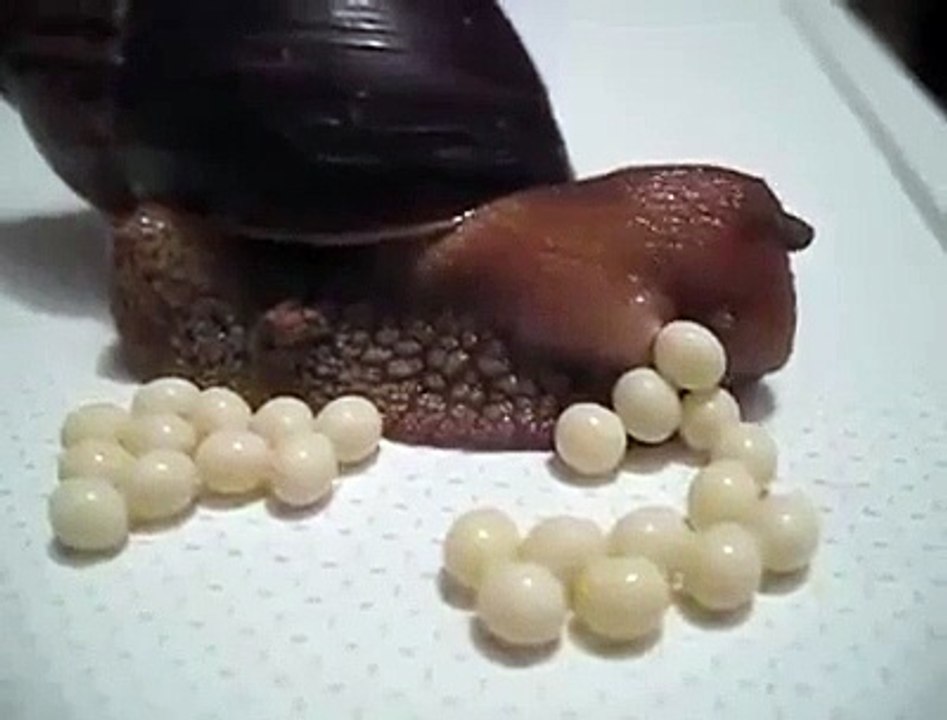 Avez-vous déjà vu un escargot pondre ses oeufs ?