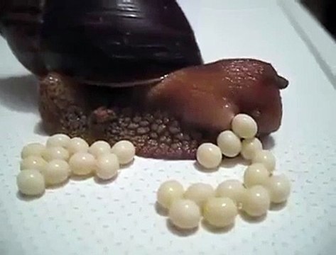 Avez-vous déjà vu un escargot pondre ses oeufs ?