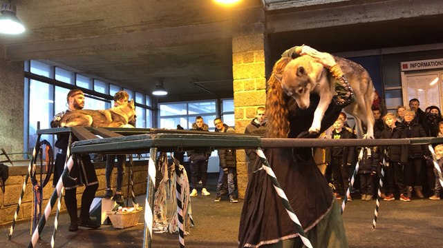 Le spectacle de loups a attiré beaucoup de monde