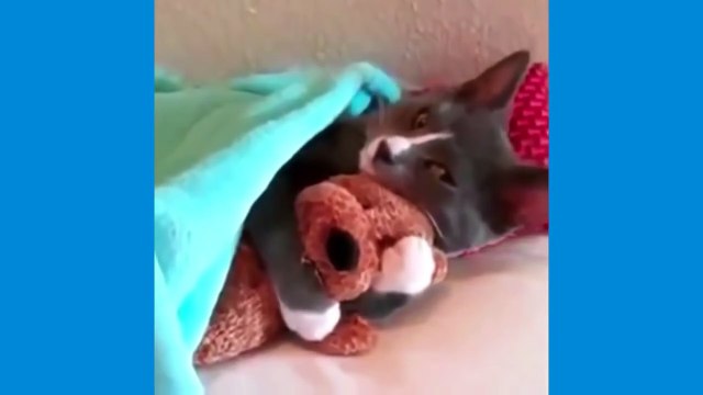 Video drole chute d'animaux video de chat drole