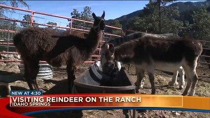 Colorado Man Brings Reindeer From His Ranch to Spread Christmas Cheer