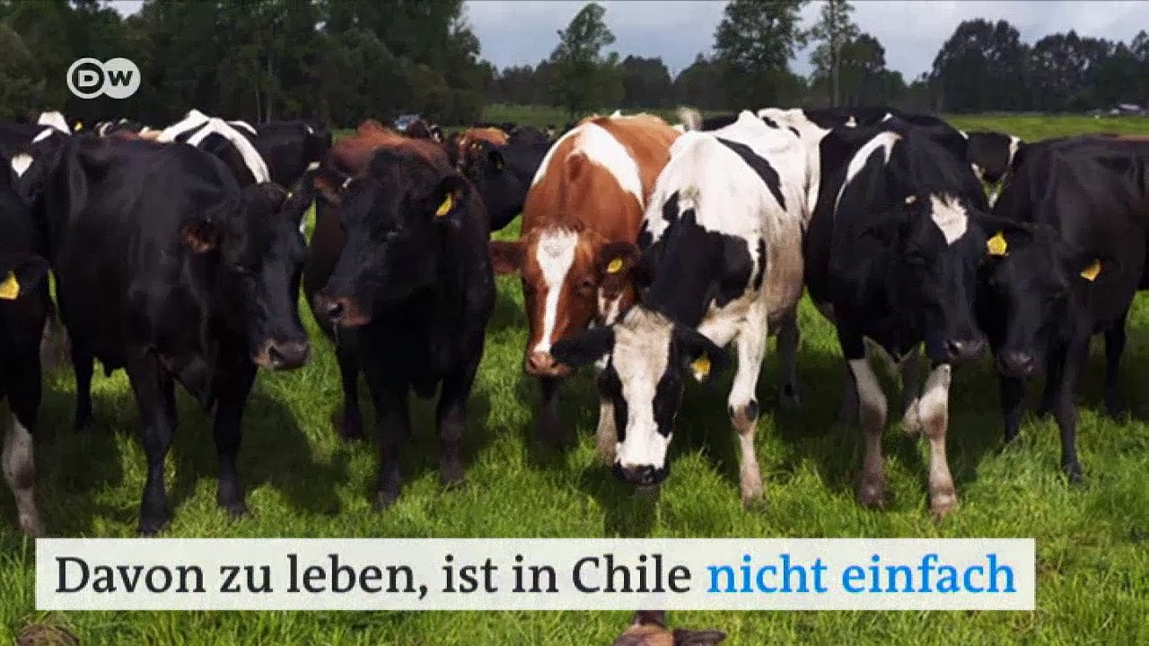 Die effizienten Kühe von Los Lagos | DW Deutsch