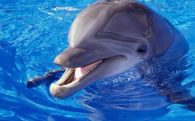 Fantastique ЗРКЛИЩЕ Que Font Ces DAUPHINS