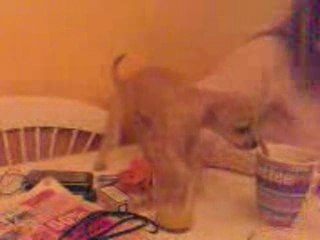 jus d orange ou café (chuiwawa)