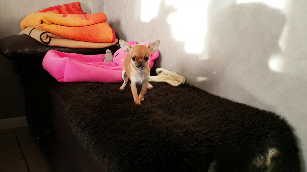 noisette