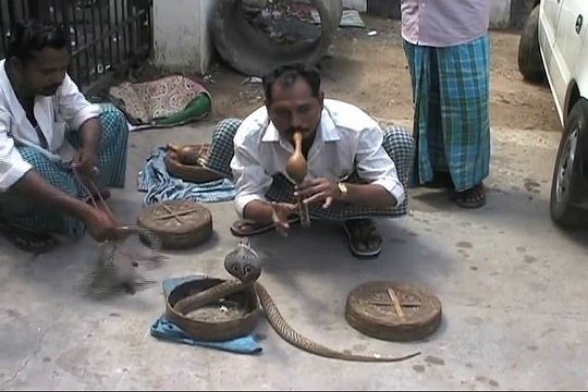 Ce charmeur de serpents va se faire mordre au visage par un cobra