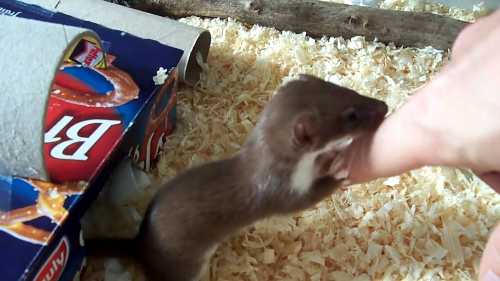 Ce Bebe Belette Est L Animal Le Plus Mignon Du Monde Craquant Video Dailymotion