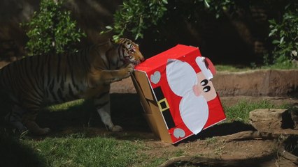 Una "zoorpresa" navideña para los animales de La Aurora en Guatemala