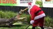 Santa Claus Feeds Feisty Crocodiles at Australian Reptile Park