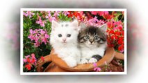 Cute cats - Funny cats - Lovely cats - Beautiful cats !