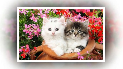 Cute cats - Funny cats - Lovely cats - Beautiful cats !