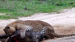 Best Documentary  HD Animal Attack Leopard Attack Warthog....