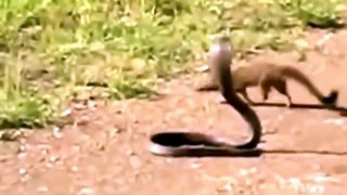 Mongoose vs Cobra Snake - Animal attack fight Video Compilation