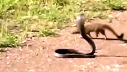 Mongoose vs Cobra Snake - Animal attack fight Video Compilation
