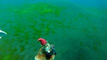 Scuba Diving Forgetmenot Pond Alberta Canada-lhSz79DBpxQ