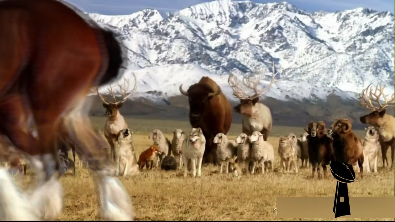 Animal all hooked up on Budweiser Commercial - Super Bowl