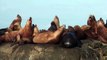 Your Earth Is Blue - Sea Lions in Olympic Coast National Marine Sanctuary-ElwV2K3GRtM
