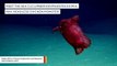 Sea Creature Dubbed 'Headless Chicken Monster' Caught On Camera