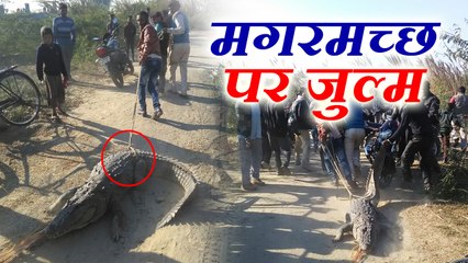 Big crocodile came out of canal caught by villagers   विशाल मगरमच्छ को लोगों ने सड़क पर घसीटा, देखिए