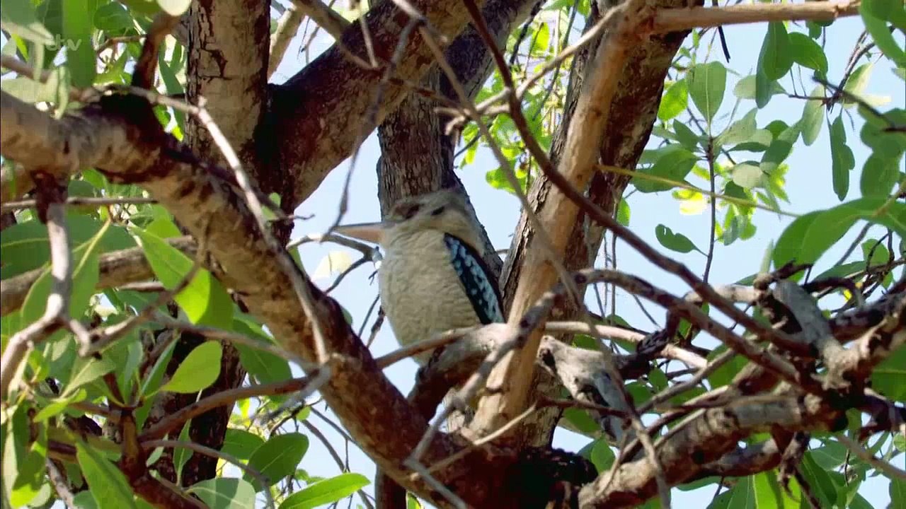 Australian Wilderness With Ray Mears Series 1 3of7 Nitmiluk Gorge