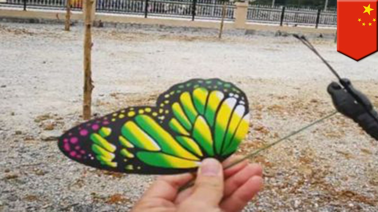 Chinese visitors felt cheated by fake butterfly exhibition - TomoNews