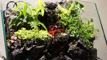 【水槽熱帯魚アクアリウム】ザリガニの水槽に草追加【レグラスポニックス】-9ejf5RTowcE