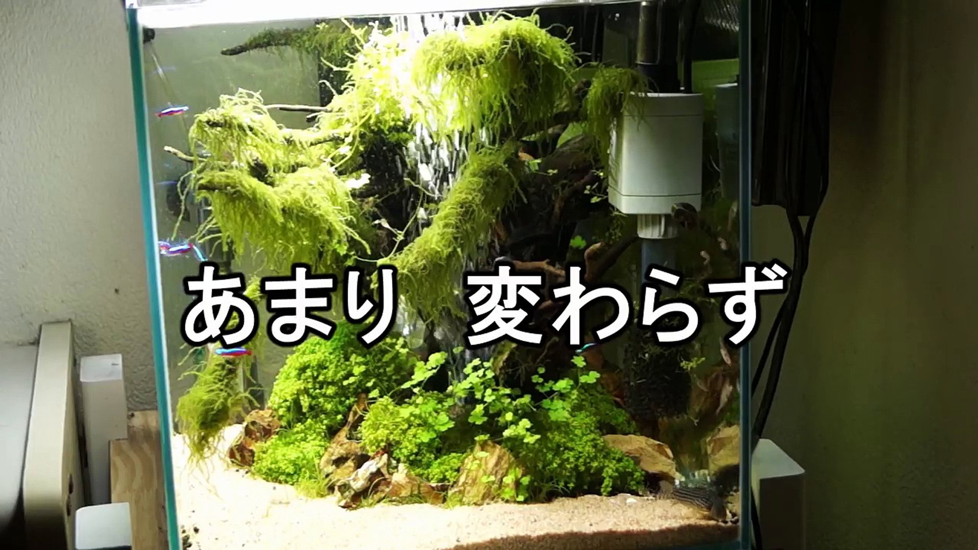 水槽熱帯魚アクアリウム マグマ糞太朗 白点病克服 金魚 セルフィンらんちゅう 6l65uvadrqq Video Dailymotion