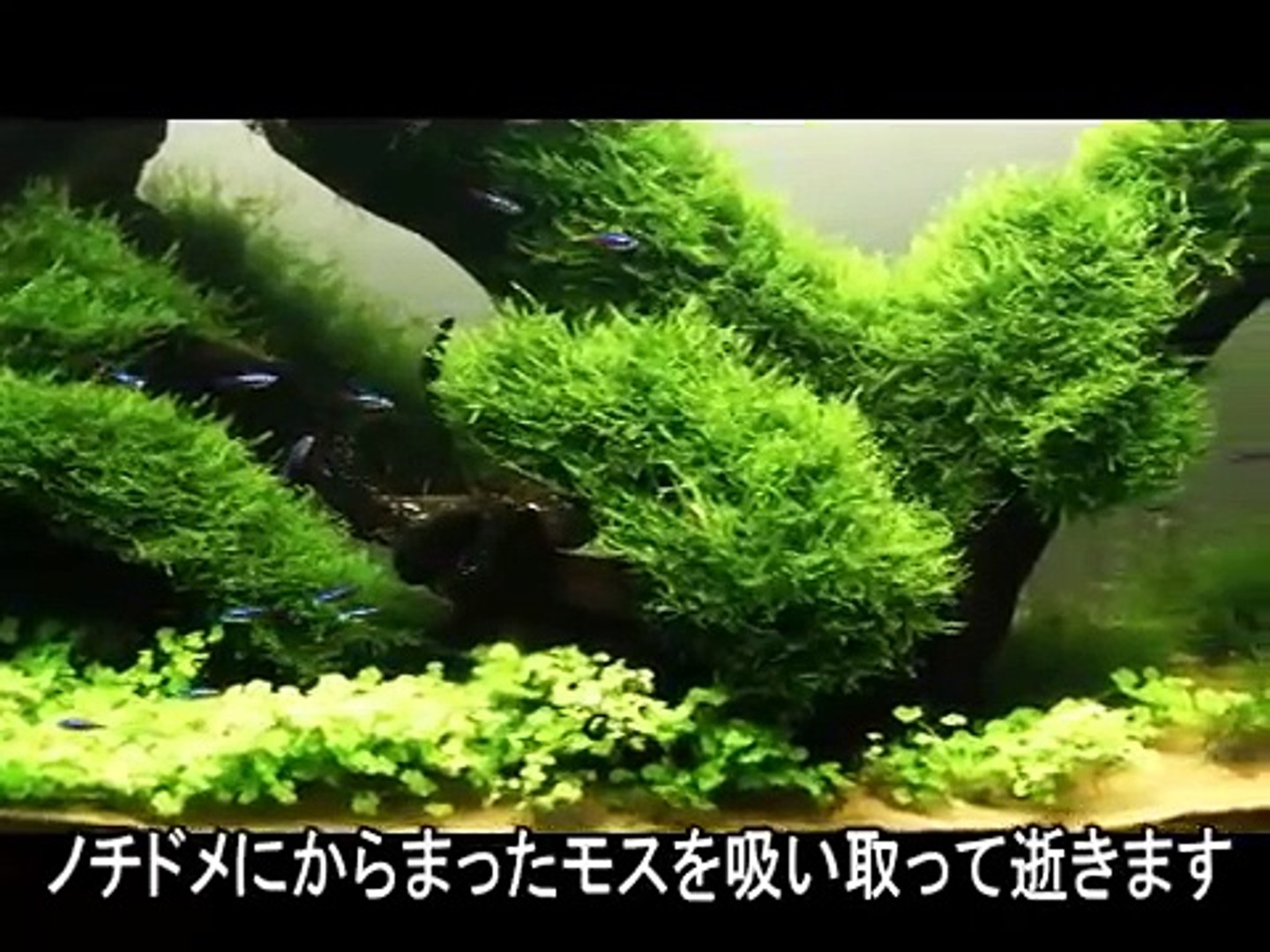 ⁣【熱帯魚】水槽動画日記10【Aquarium】-fp_0_R0HqZY