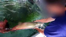 Arapaima Gigas＊ガッツリ！触ってみました。（ピラルク飼育）-FOzH-OiaEDY