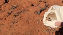 Mulgara - marsupial long thought extinct is found in Australia
