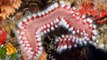 17 Terrifying Worms and Parasites-B4bmxUXOmk4