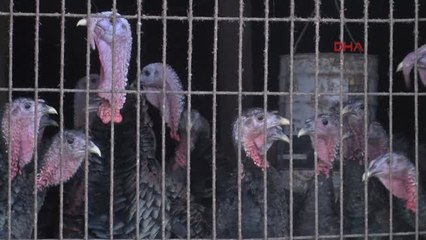 Kocaeli Yılbaşı Öncesi Kandıra Hindisine Yoğun Talep