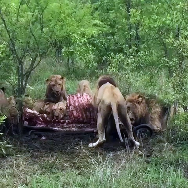Quand un lion mange on ne le dérange pas... Non non