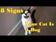 8 Signs Your Cat Is Actually A Dog