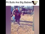 Pit Bulls Are Big Babies | Funny Pit Bull Compilation