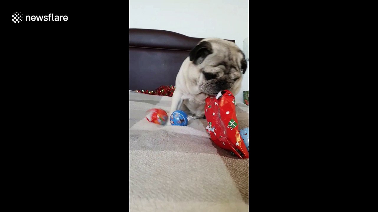 Pug struggle to open Christmas present