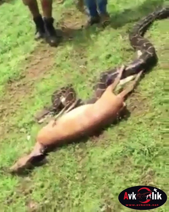 yılan ceylanı bir çırpıda yutuyor