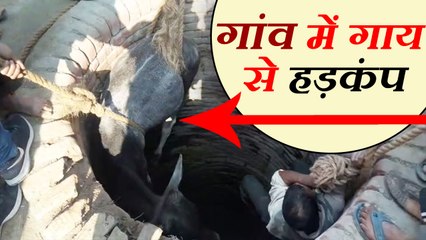 Cow fall into well, stir in the village कुएं में गाय गिरने की वजह से गांव में मचा हड़कंप, देखिए