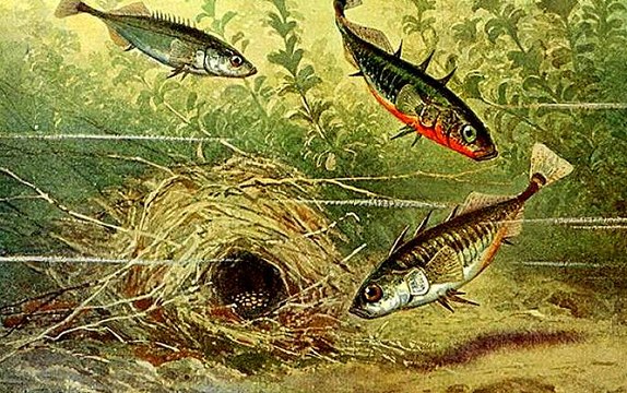 Kỳ lạ loài cá nhỏ làm tổ đẹp không thua kém loài chim