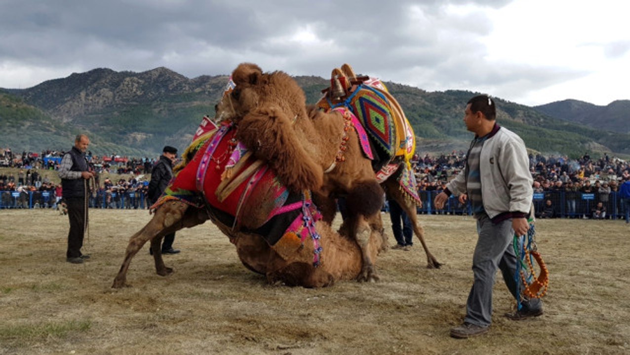 Deve Güreşleri İlgiyle İzlendi