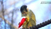 حديقة حيوانات لندن تقدم الهدايا للحيوانات بمناسبة عيد الميلاد