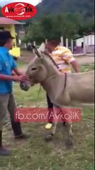 Eşeğe nasıl binilir